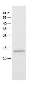 Recombinant Human POLR2J2.jpg