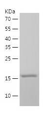 Recombinant Human PPIG.jpg