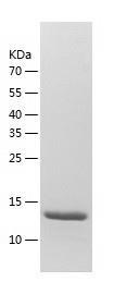 Recombinant Human PPP1R11.jpg
