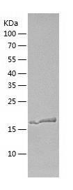 Recombinant Human PPP3R2.jpg