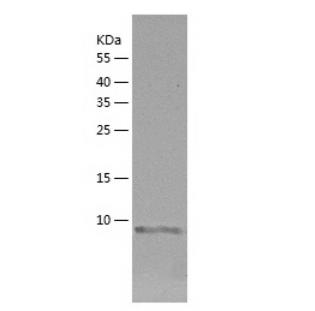 Recombinant Human PRH1.png