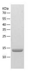 Recombinant Human Profilin 2.jpg