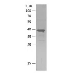 Recombinant Human PTMA.png