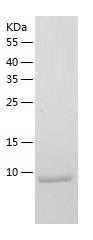 Recombinant Human PTMS.jpg
