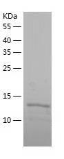 Recombinant Human PTRHD1.jpg