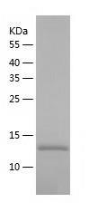 Recombinant Human RABIF.jpg