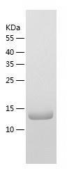 Recombinant Human RBP2.jpg