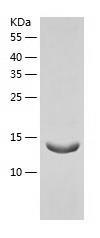 Recombinant Human RBP5.jpg