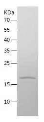Recombinant Human RBP7.jpg