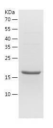 Recombinant Human RGS10.jpg