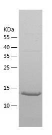 Recombinant Human RGS21.jpg
