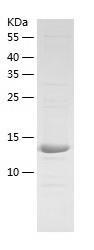 Recombinant Human RNase 7.jpg