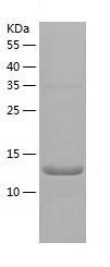 Recombinant Human RPL23A.jpg