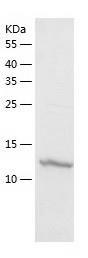 Recombinant Human RPL26.jpg