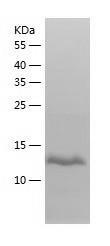 Recombinant Human RPL26L1.jpg