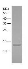 Recombinant Human RPL31.jpg