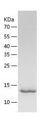 Recombinant Human RUNX3.jpg