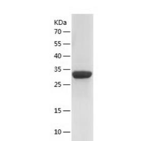Recombinant Human S100A10.png