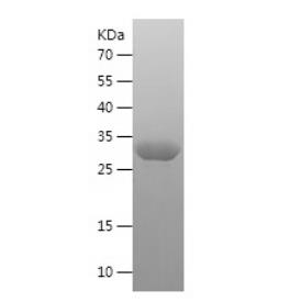 Recombinant Human S100A12.png
