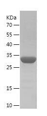 Recombinant Human S100A14.jpg