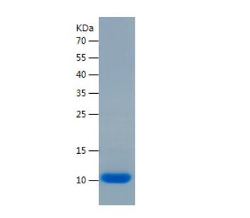 Recombinant Human S100G.png