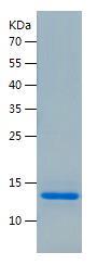 Recombinant Human S100Z.jpg