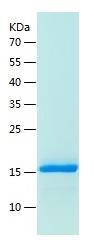 Recombinant Human SCF.jpg