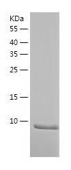 Recombinant Human SCGB1D1.jpg