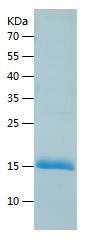 Recombinant Human SELH.jpg