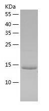 Recombinant Human SelM.jpg