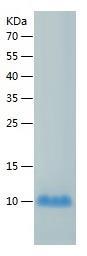 Recombinant Human SERF2.jpg