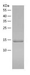 Recombinant Human SKA2.jpg