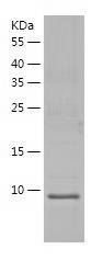 Recombinant Human SLPI.jpg