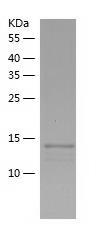Recombinant Human SNRNP25.jpg