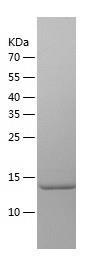 Recombinant Human SNRPD2.jpg