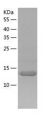 Recombinant Human SNRPD3.jpg