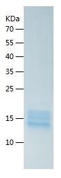 Recombinant Human SPRR1b.jpg