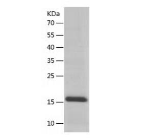 Recombinant Human SRP19.png