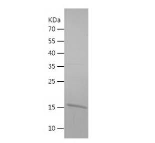 Recombinant Human SSBP1.png