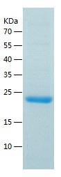 Recombinant Human STAT3.jpg