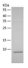 Recombinant Human TAB2.jpg