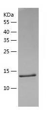 Recombinant Human TAF10.jpg