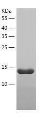 Recombinant Human TCEAL8.jpg