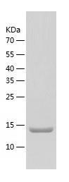 Recombinant Human TNFSF18.jpg