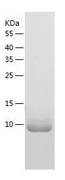 Recombinant Human TRA2B.jpg