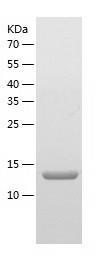 Recombinant Human TRAPPC2L.jpg