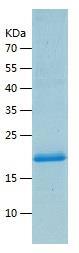 Recombinant Human TREM2.jpg