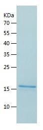 Recombinant Human TRIM24.jpg