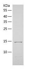 Recombinant Human TTC32.jpg