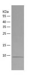 Recombinant Human UCMA.jpg